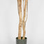 Olive Tree Multi Stem 280cm