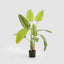 Bird of Paradise Real Touch 120cm