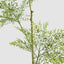 Green Nandina Tree 170cm