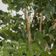 Eucalyptus Mini Leaf Tree 120cm Green - Pack of 2