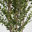 Eucalyptus Mini Leaf Tree 180cm Green (Set of 2)
