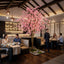 Cherry Tree 400cm MTO