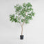 Long Leaf Eucalyptus Potted Tree 240cm