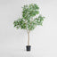 Long Leaf Eucalyptus Potted Tree 240cm
