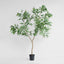 Long Leaf Eucalyptus Potted Tree 240cm