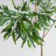 Long Leaf Eucalyptus Potted Tree 240cm