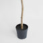 Long Leaf Eucalyptus Potted Tree 240cm