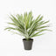 Soft Touch Potted Sisal Plant 68cm