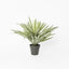 Soft Touch Potted Sisal Plant 68cm