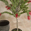 Potted Bottlebrush 190cm