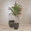 Potted Bottlebrush 190cm