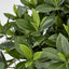 Sweet Link Tree 90cm