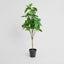 Magnolia Potted Tree 124cm