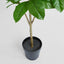 Magnolia Potted Tree 124cm