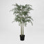 Ruscus Potted Tree 160cm