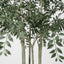Ruscus Potted Tree 160cm