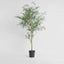 Acacia  Potted Tree 200cm