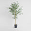 Acacia  Potted Tree 200cm