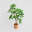 Schefflera Potted Plant 75cm