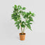 Schefflera Potted Plant 75cm