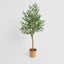 Boxwood Potted Sapling 100cm