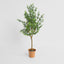 Boxwood Potted Sapling 100cm