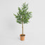 Boxwood Potted Sapling 100cm