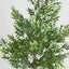 Boxwood Potted Sapling 100cm