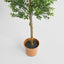 Boxwood Potted Sapling 100cm