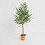 Boxwood Potted Sapling 100cm