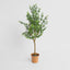 Boxwood Potted Sapling 100cm