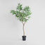 Blue Gum  Potted Tree 193cm