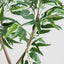 Blue Gum  Potted Tree 193cm