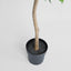 Blue Gum  Potted Tree 193cm
