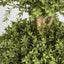 Artificial Boxwood Triple Ball Tree 1.2m 2412 Lvs - House of Isabella AU