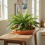 Boston Fern Bush 48cm