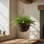 Boston Fern 80cm