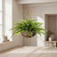 Boston Fern 80cm