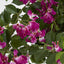 Artificial Bougainvillea Tree 1.6m (TCBOU1140