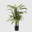 Pack of 2 x Cordyline Plant Green and Yellow 75cm