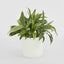 Artificial Cordyline Tree x7 70cm - House of Isabella AU