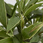 Artificial Cordyline Tree x7 70cm - House of Isabella AU