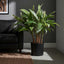 Artificial Cordyline Tree x7 70cm - House of Isabella AU