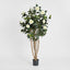 1.2m Camellia Japonica Tree Wh 582 Lv 28 - House of Isabella AU