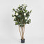 1.2m Camellia Japonica Tree Wh 582 Lv 28 - House of Isabella AU