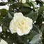 1.2m Camellia Japonica Tree Wh 582 Lv 28 - House of Isabella AU