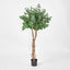 Eucalyptus Tree w 884 Lvs