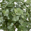 Eucalyptus Tree w 884 Lvs