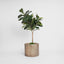 Pack of 2 x Fiddle Leaf Tree Real Touch 1.32m