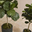Pack of 2 x Fiddle Leaf Tree Real Touch 1.32m